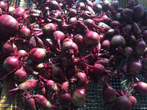 Red Beets before they were salt roasted