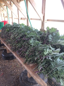HH farm kale before it was cooked